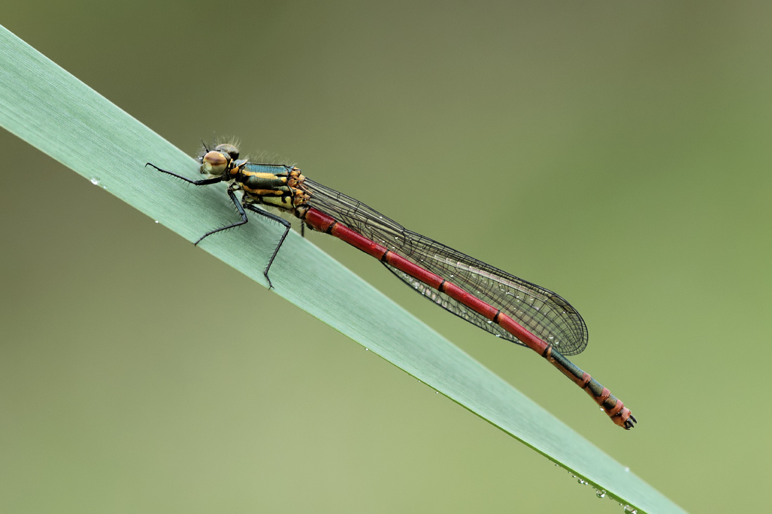 Large Red Damselfly 4